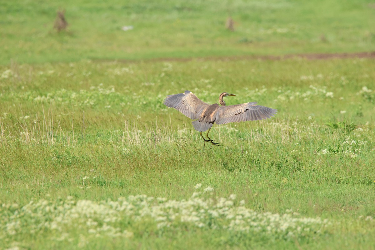 Purple Heron - Dani KK