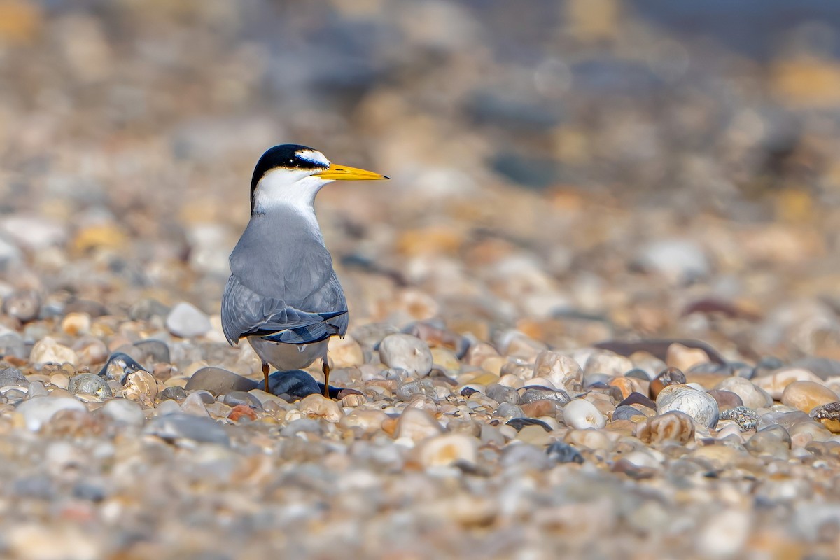 Least Tern - Ashley Pichon