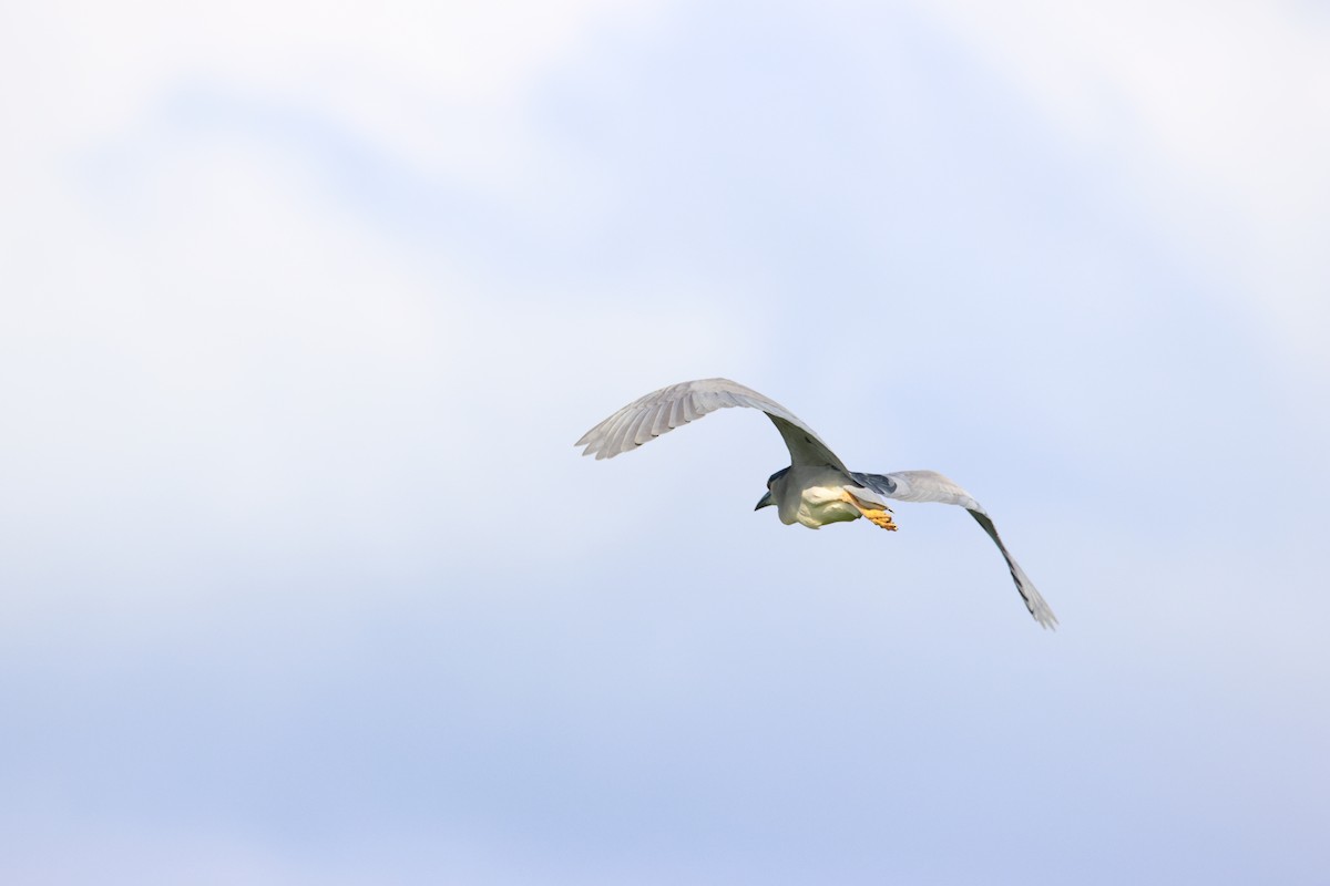 Black-crowned Night Heron - ML619478223