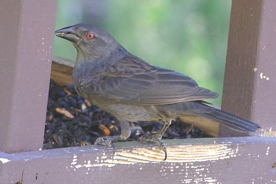 Bronzed Cowbird - Pat Goltz