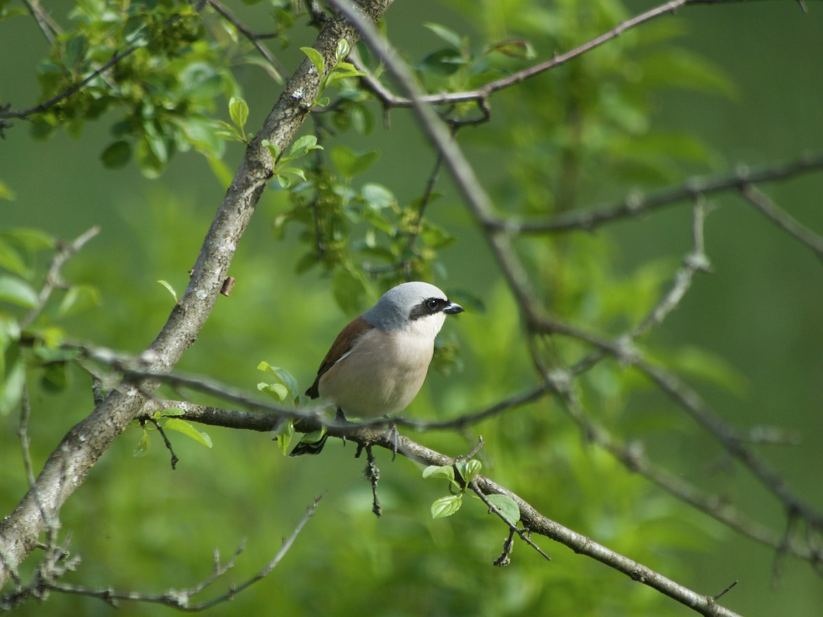 Red-backed Shrike - Paola Stefanini