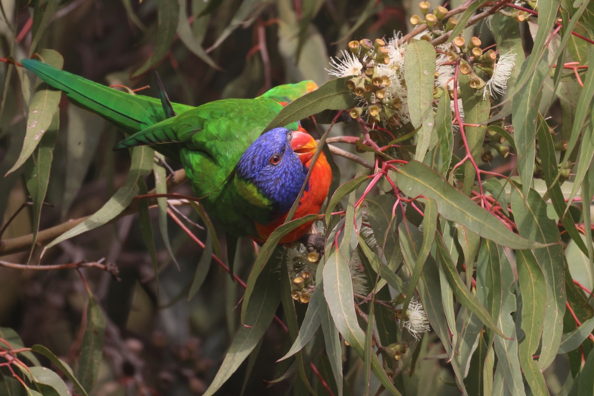 Rainbow Lorikeet - GEOFFREY SHINKFIELD