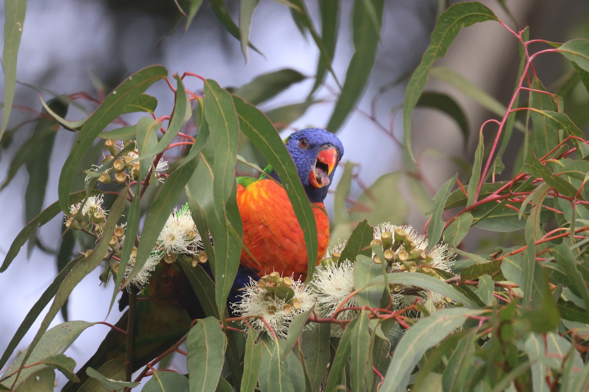 Rainbow Lorikeet - GEOFFREY SHINKFIELD