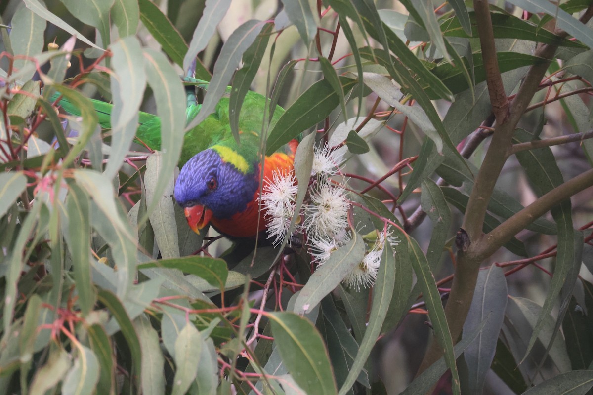 Rainbow Lorikeet - GEOFFREY SHINKFIELD