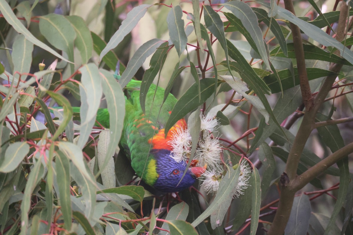 Rainbow Lorikeet - GEOFFREY SHINKFIELD