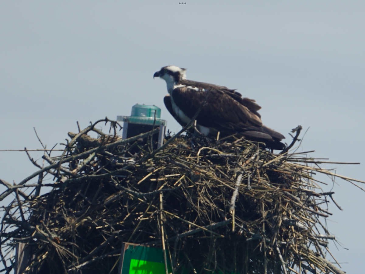 Osprey - Calvin Rees