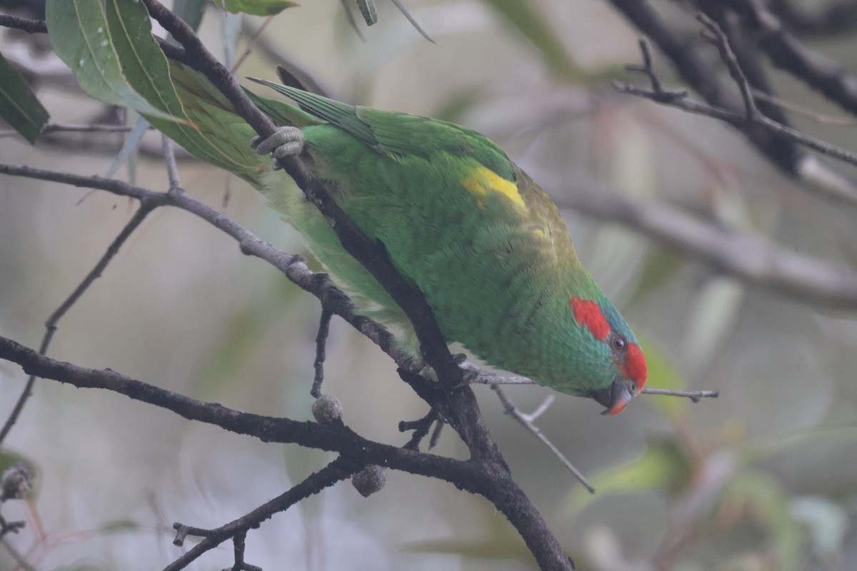 Musk Lorikeet - GEOFFREY SHINKFIELD