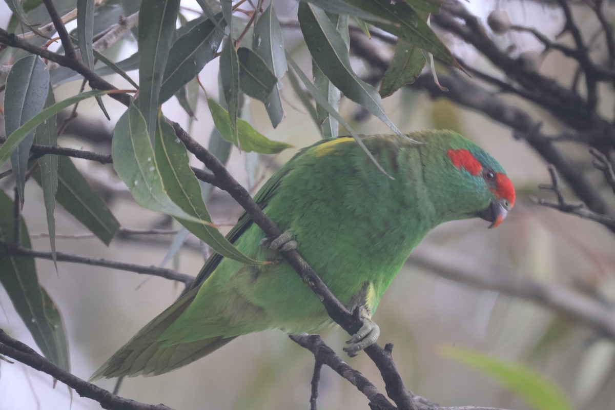 Musk Lorikeet - GEOFFREY SHINKFIELD