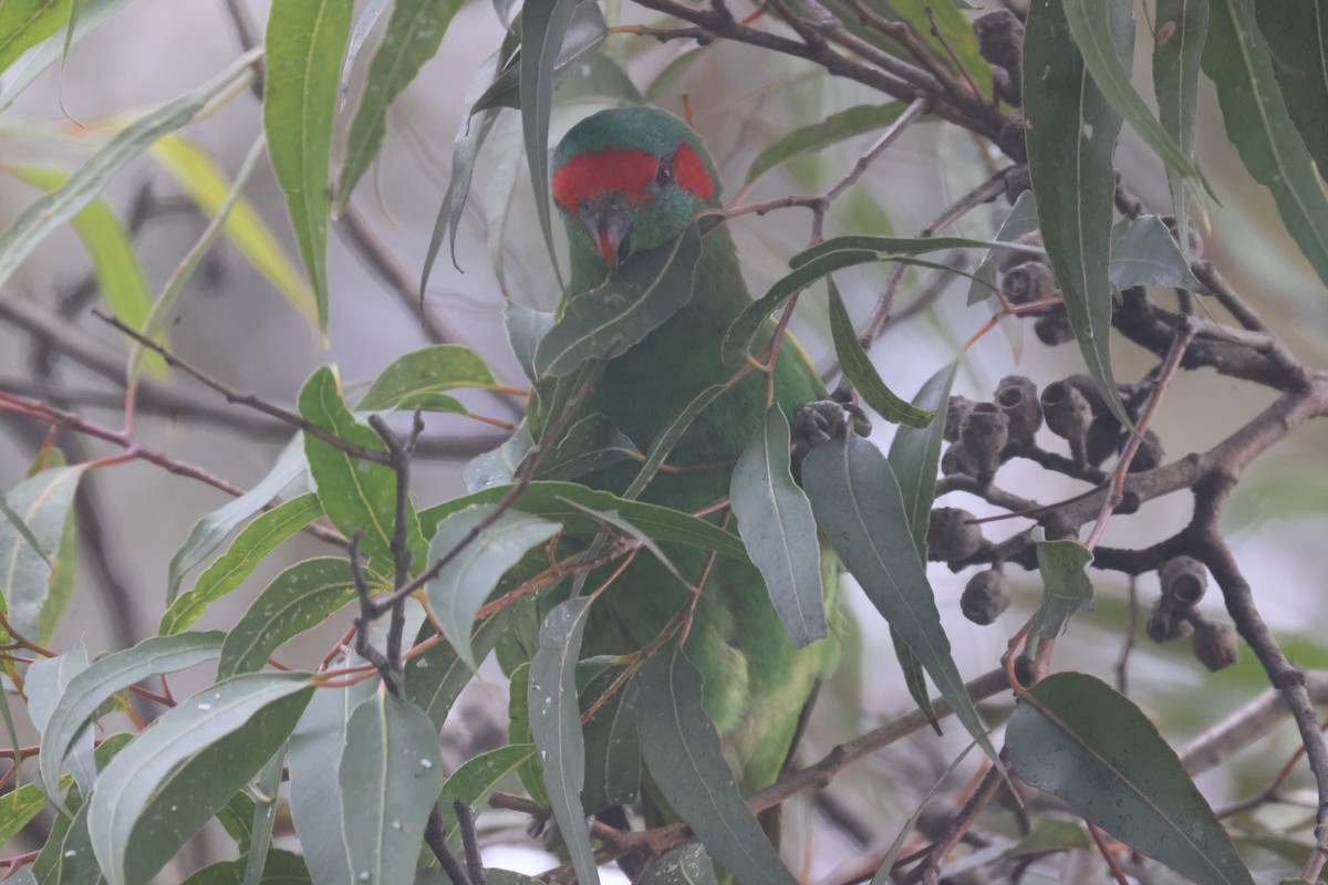 Musk Lorikeet - GEOFFREY SHINKFIELD