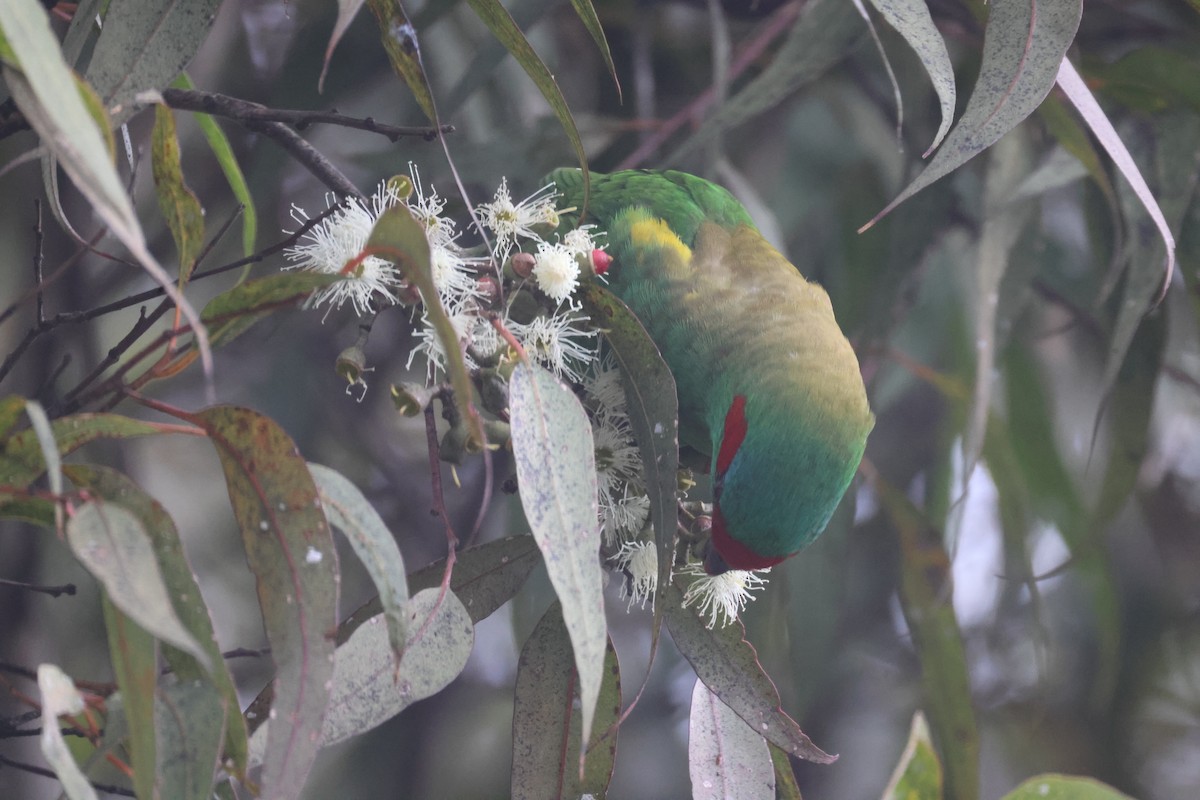 Musk Lorikeet - GEOFFREY SHINKFIELD