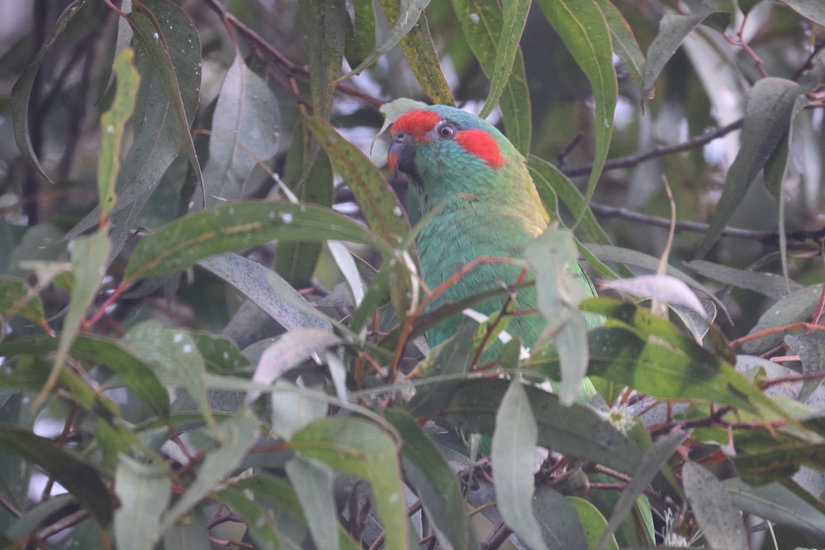 Musk Lorikeet - GEOFFREY SHINKFIELD