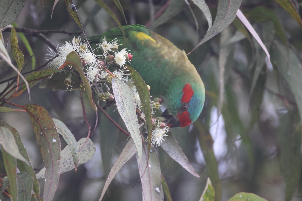 Musk Lorikeet - GEOFFREY SHINKFIELD