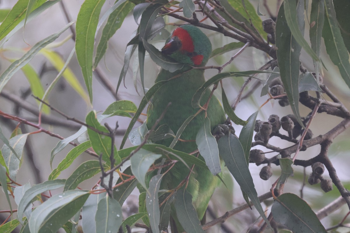 Musk Lorikeet - GEOFFREY SHINKFIELD