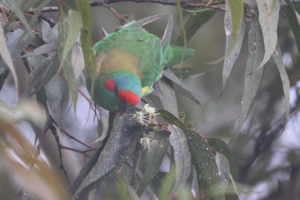 Musk Lorikeet - GEOFFREY SHINKFIELD