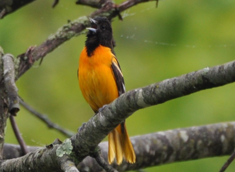 Baltimore Oriole - David Argent