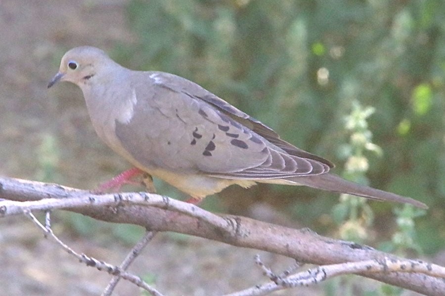 Mourning Dove - Pat Goltz