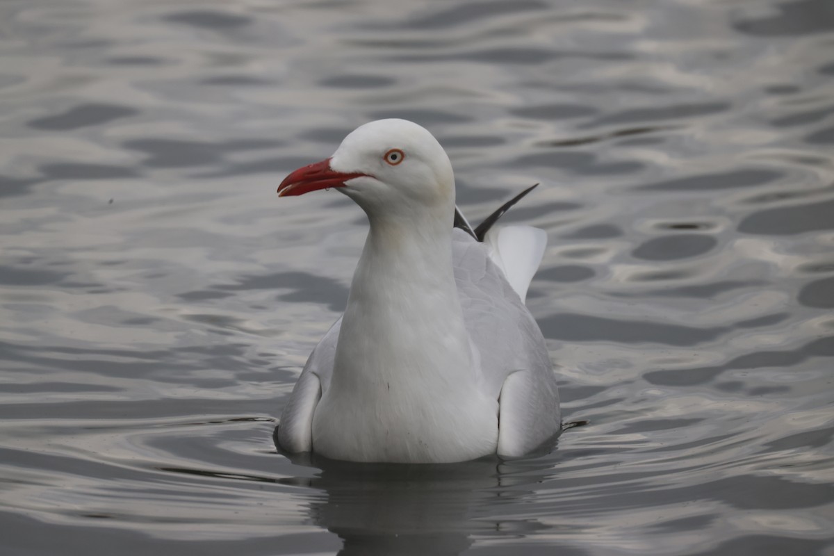 Silver Gull - GEOFFREY SHINKFIELD