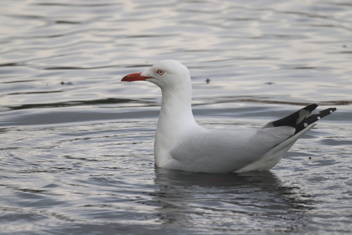 Silver Gull - GEOFFREY SHINKFIELD