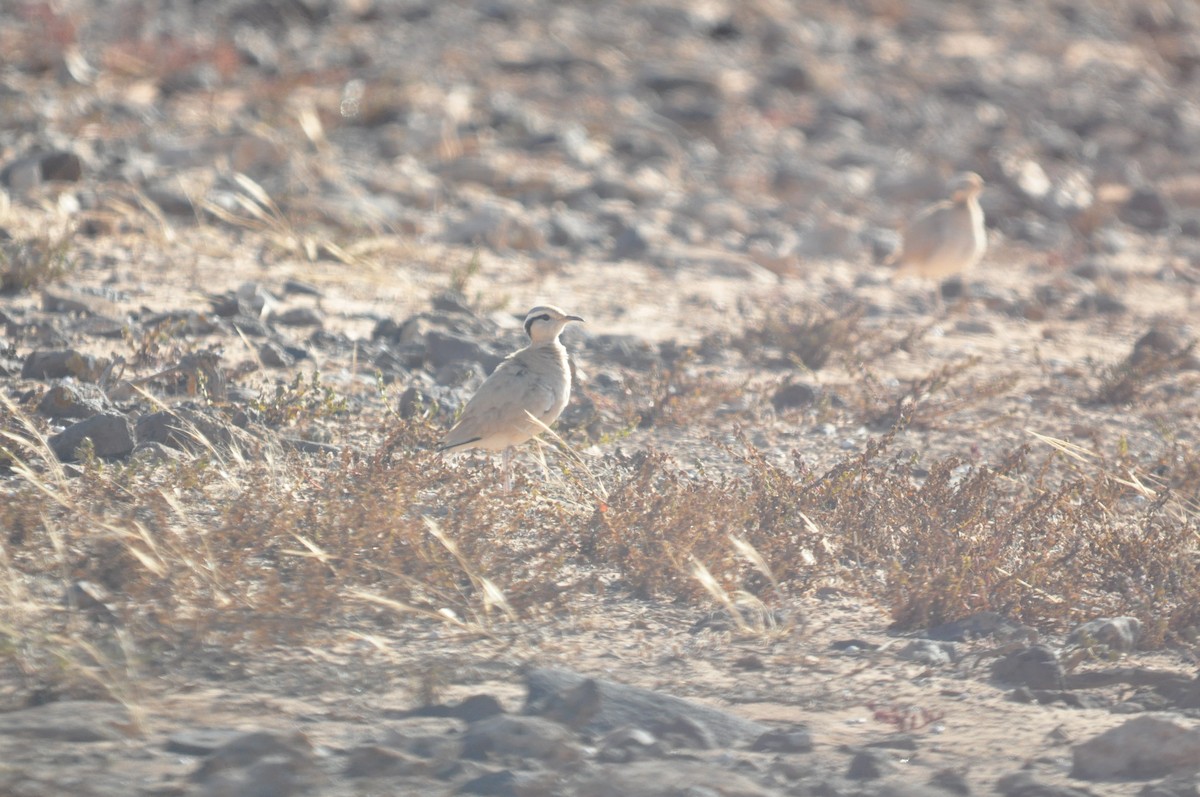 Cream-colored Courser - Samuel Hilaire