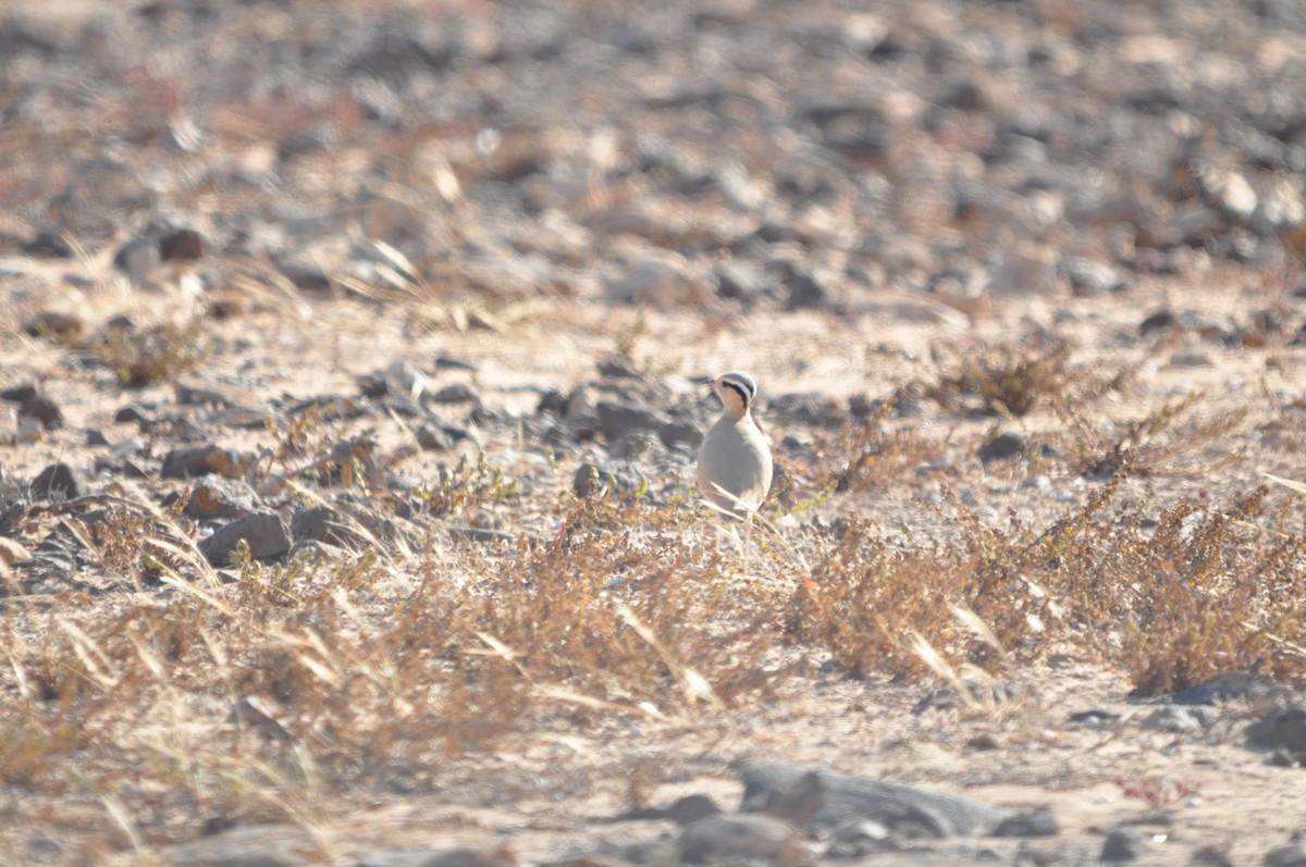 Cream-colored Courser - Samuel Hilaire