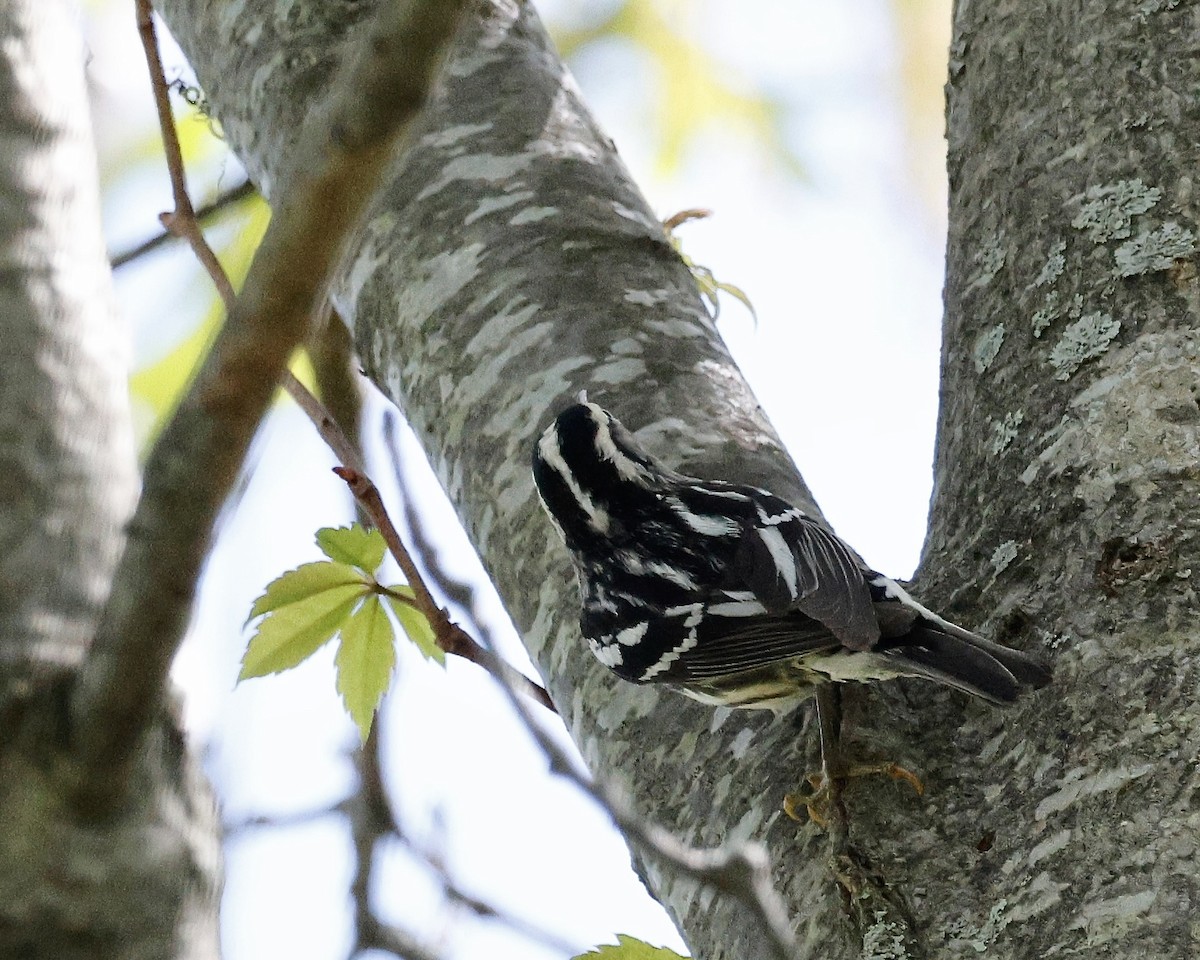 Black-and-white Warbler - Cate Hopkinson