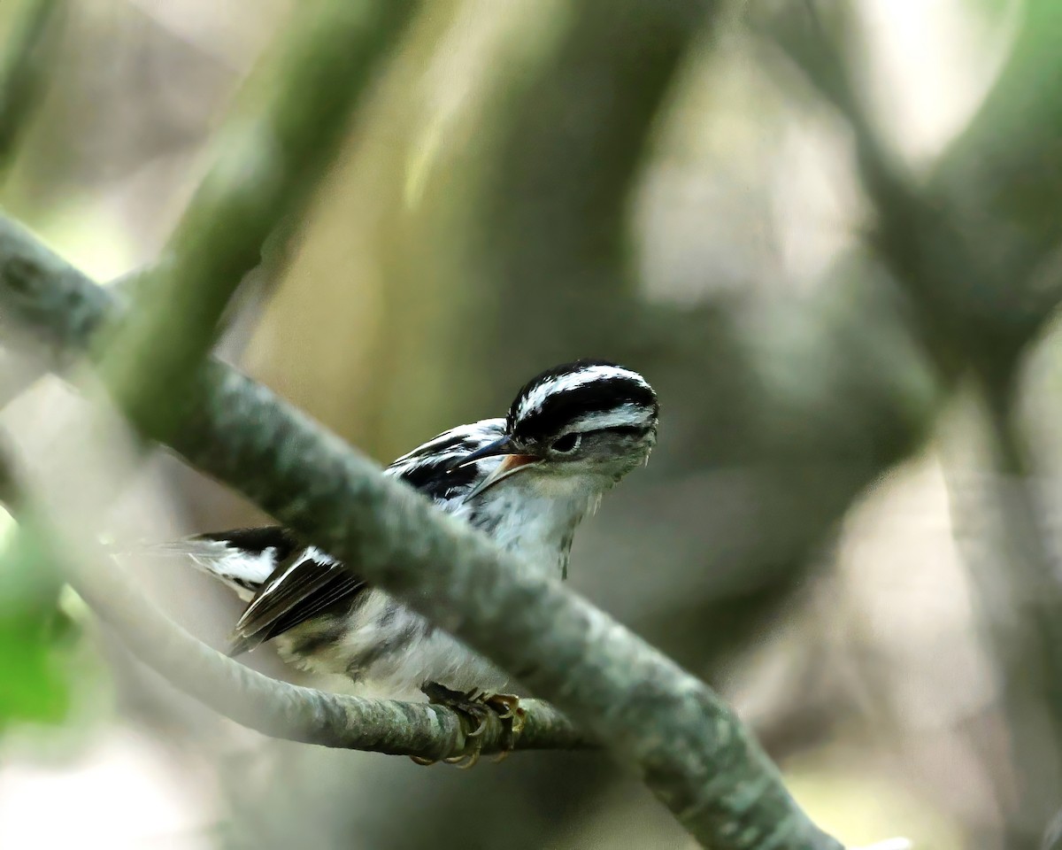 Black-and-white Warbler - Cate Hopkinson