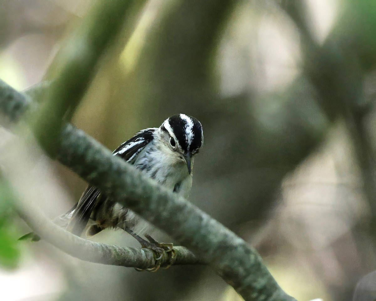 Black-and-white Warbler - Cate Hopkinson