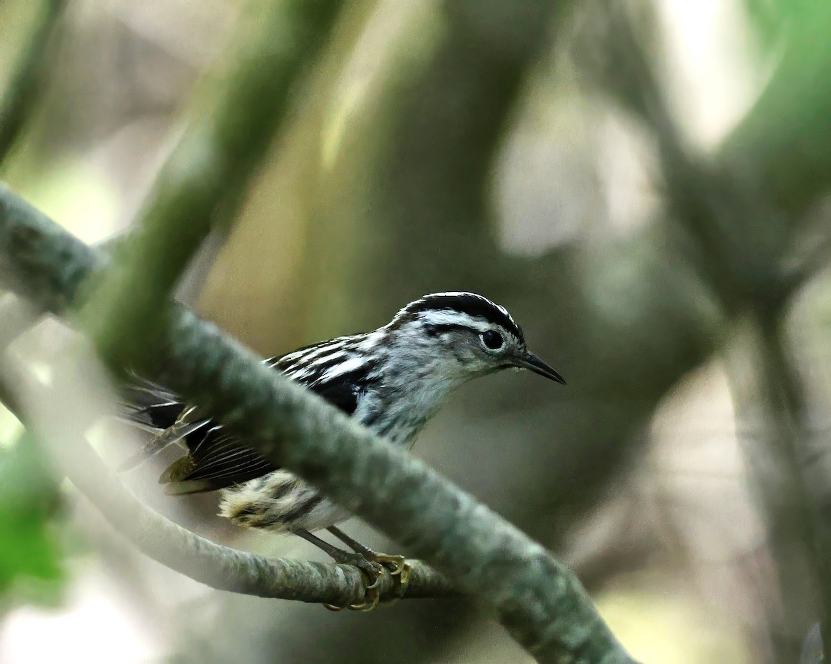 Black-and-white Warbler - Cate Hopkinson