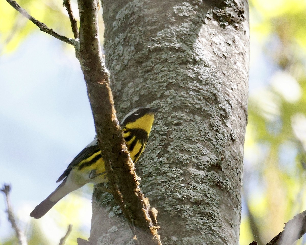 Magnolia Warbler - Cate Hopkinson