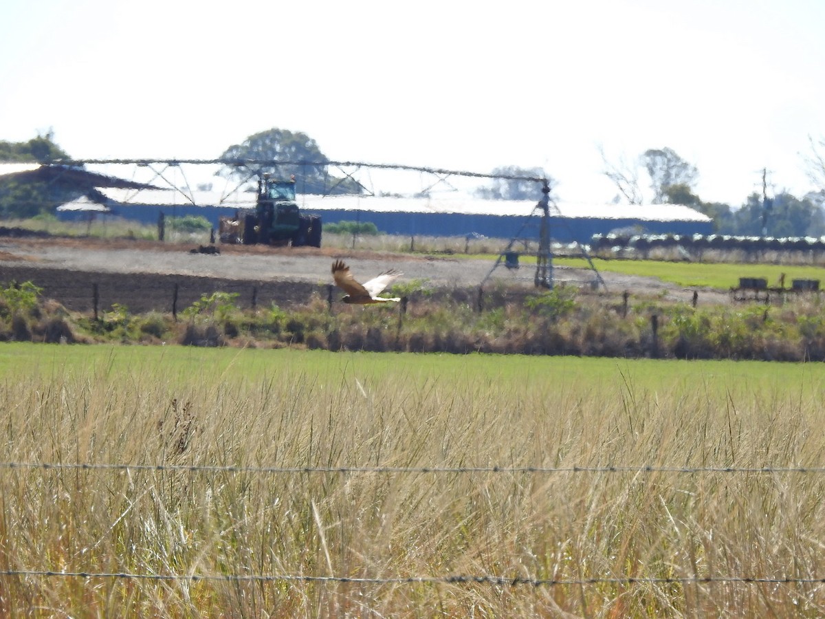 Spotted Harrier - ML619478288