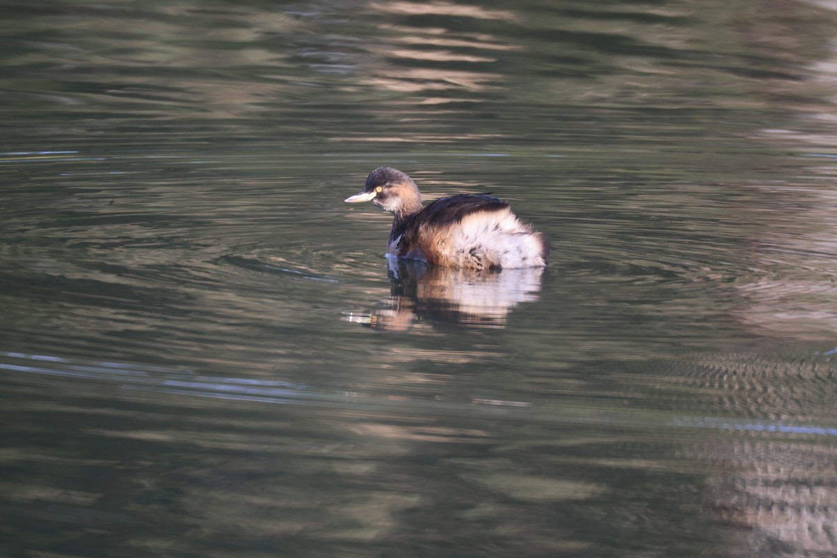 Australasian Grebe - GEOFFREY SHINKFIELD