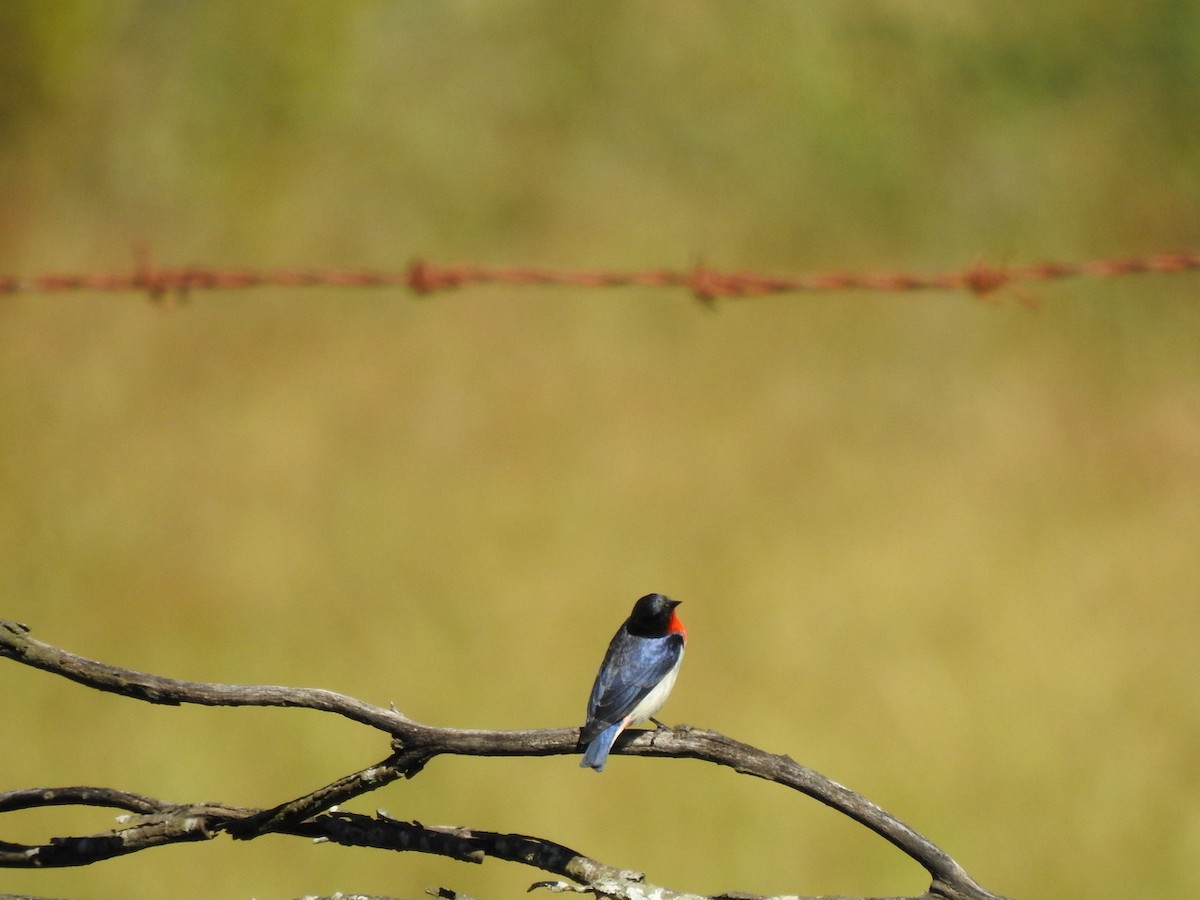 Mistletoebird - Darren Cosgrove