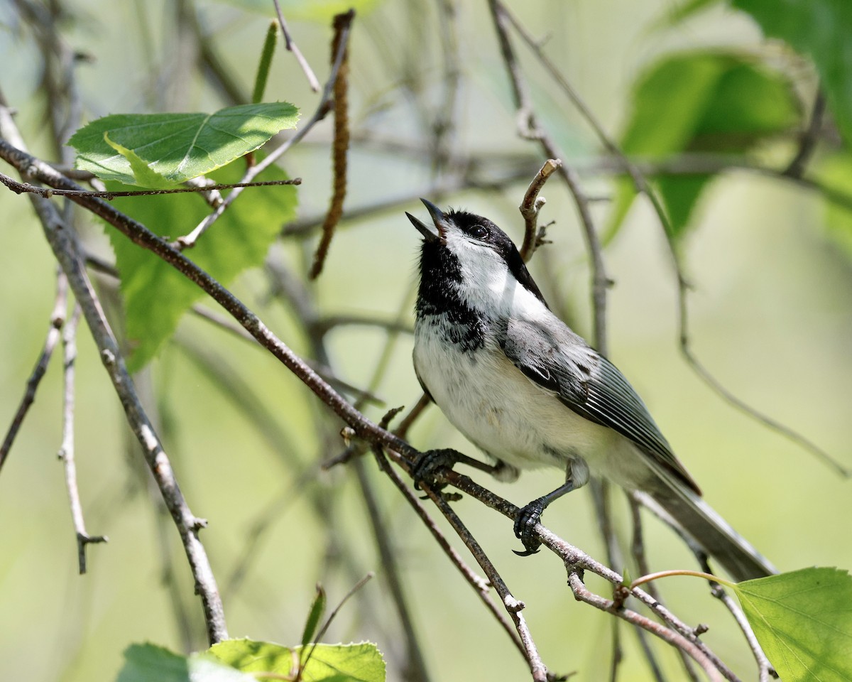 Black-capped Chickadee - Cate Hopkinson