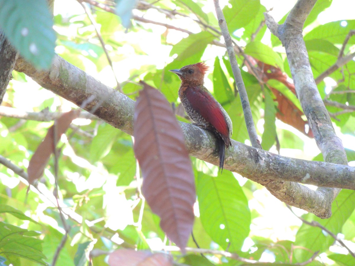 Banded Woodpecker - Ton Yeh