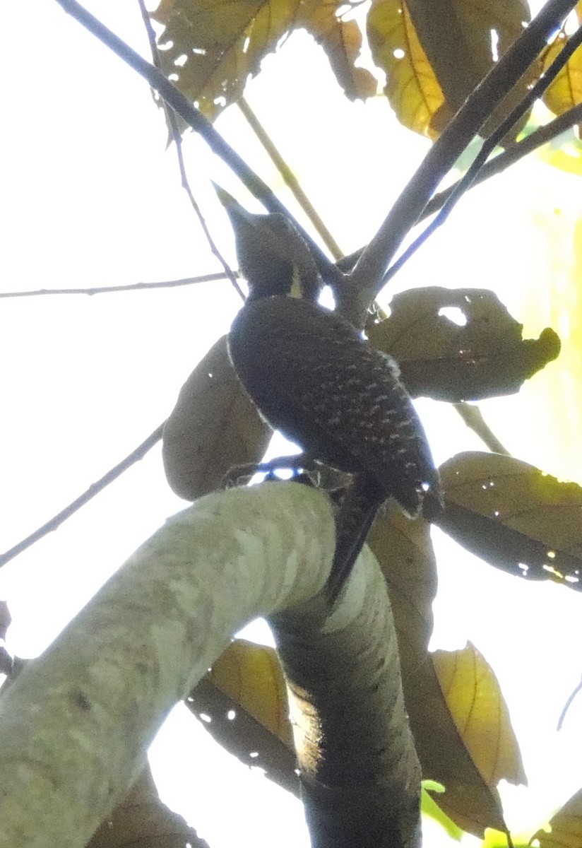 Buff-necked Woodpecker - Ton Yeh