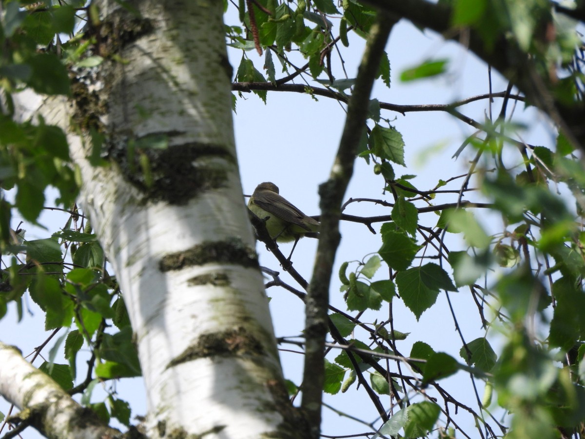 Icterine Warbler - Anja Kahl