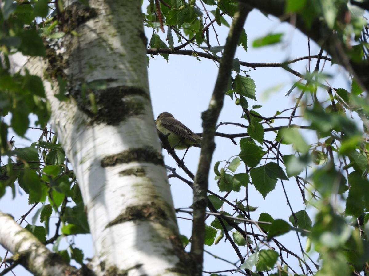 Icterine Warbler - Anja Kahl