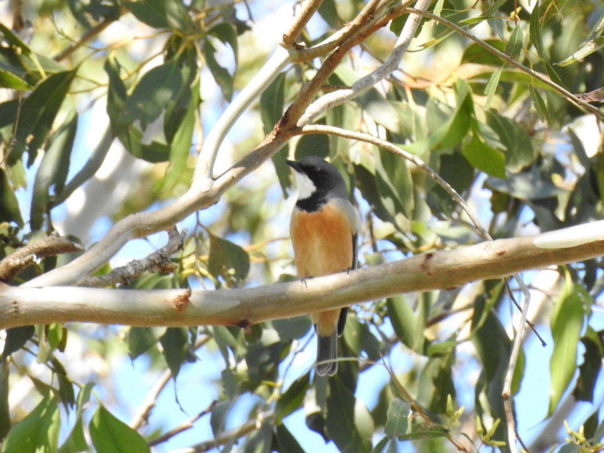 Rufous Whistler - Darren Cosgrove