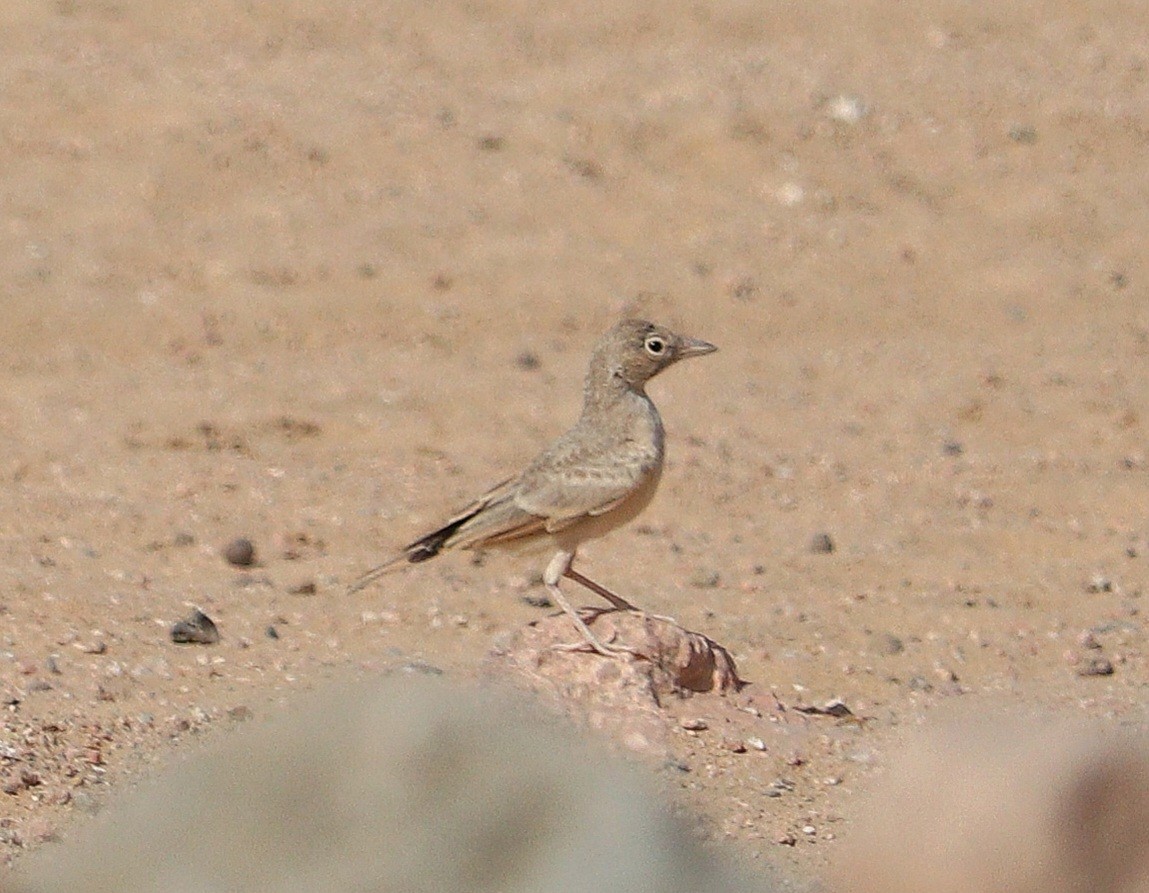 Desert Lark - Ismael Khalifa