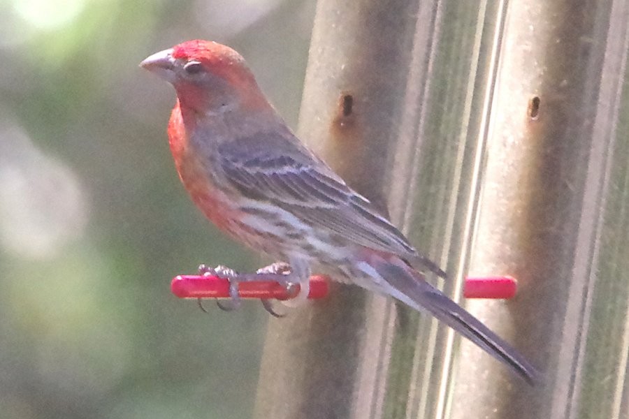 House Finch - Pat Goltz