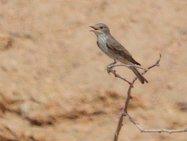 Spotted Flycatcher - Ismael Khalifa