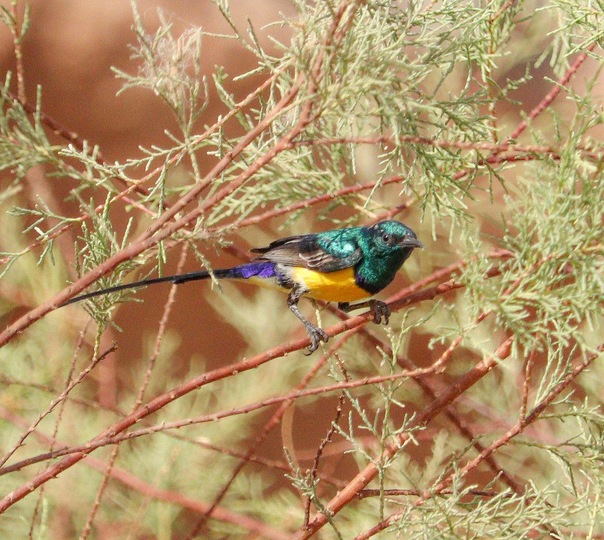 Nile Valley Sunbird - Ismael Khalifa