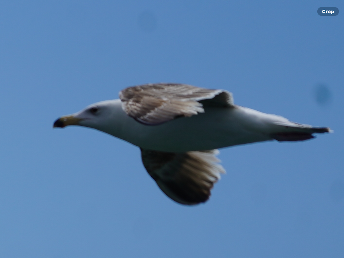 Great Black-backed Gull - Calvin Rees