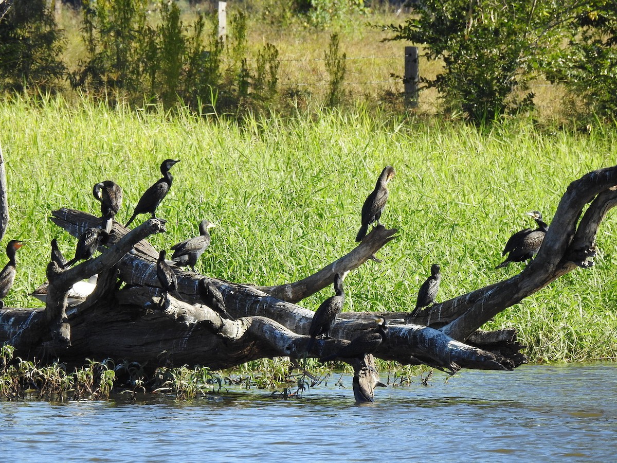 Great Cormorant - Darren Cosgrove