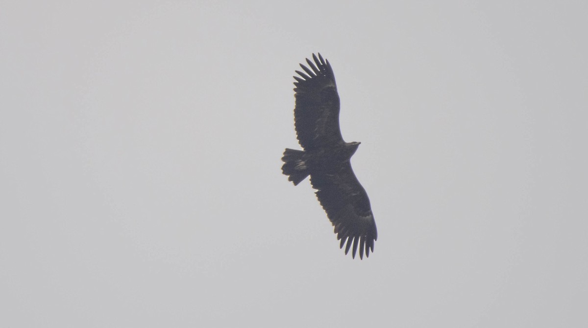 Águila Moteada - ML619478332