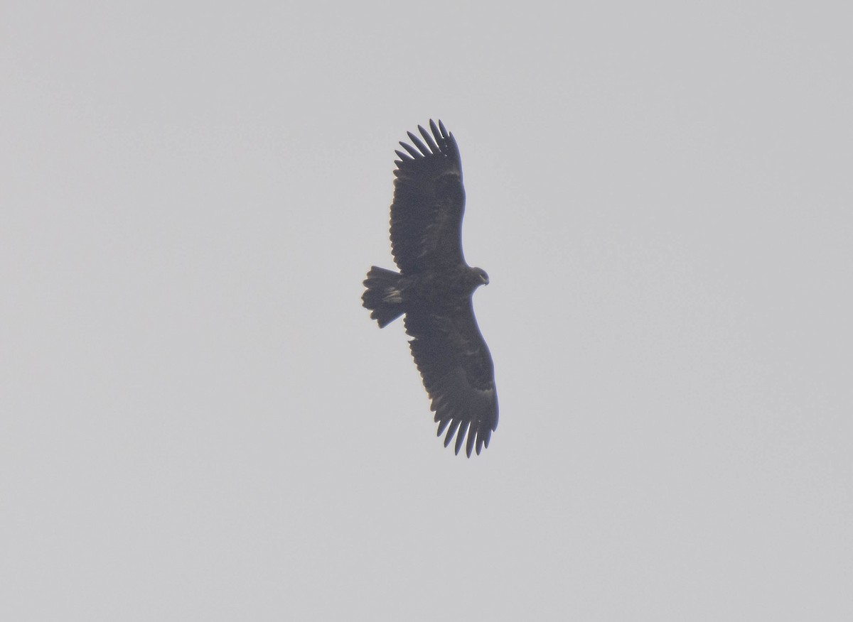 Greater Spotted Eagle - ML619478333