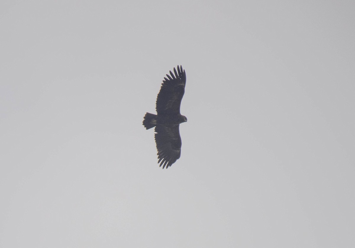 Greater Spotted Eagle - ML619478334