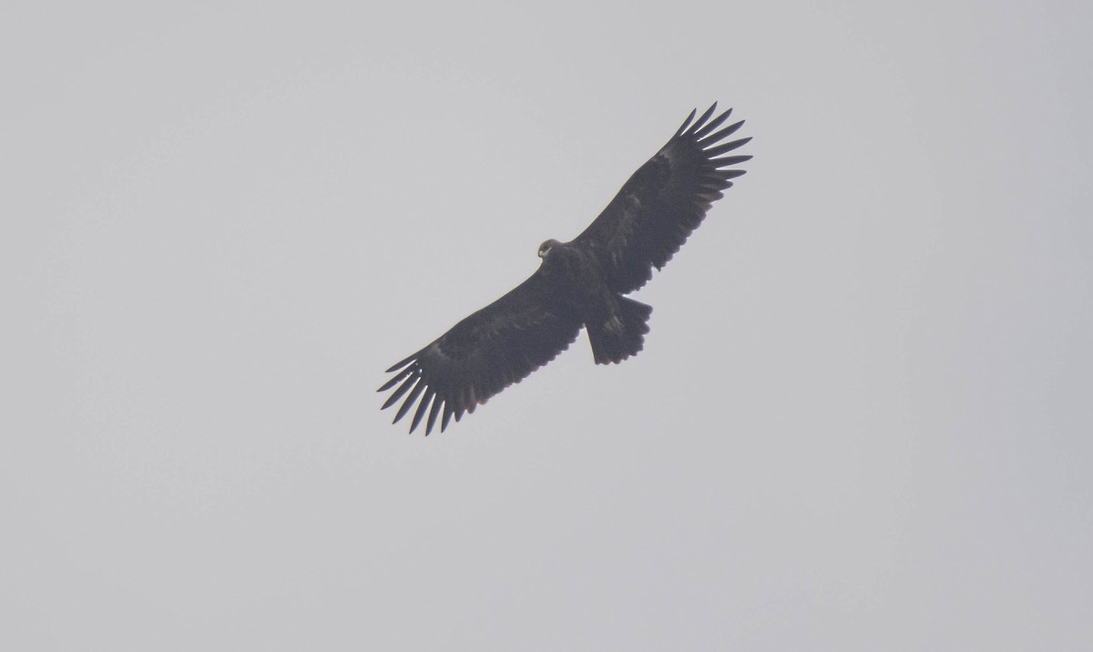 Greater Spotted Eagle - ML619478335