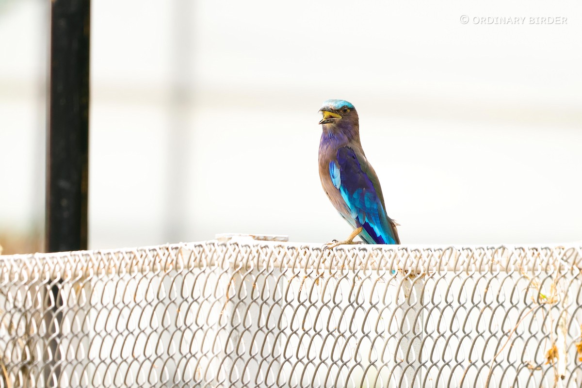 Indochinese Roller - ordinary birder