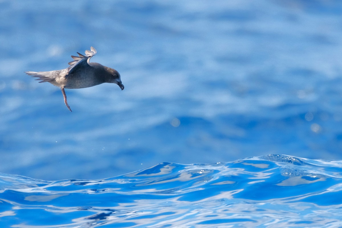 Providence Petrel - Adrian Brooks